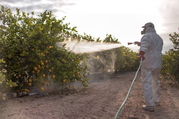 Best Best Pest Control Companies  in Moorefield, WV
