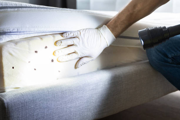 Best Flea Control Services  in Moorefield, WV