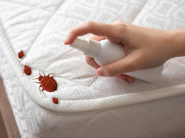 Best Residential Pest Control  in Moorefield, WV