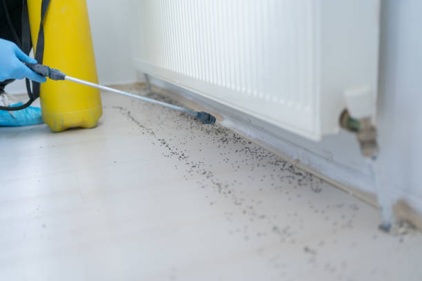 Best Pest Control Near Me  in Moorefield, WV